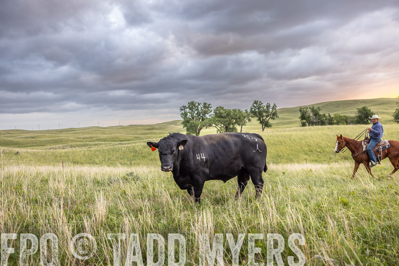 TMyers_PP_FinneyRanch_Nebraska_June2024-518227