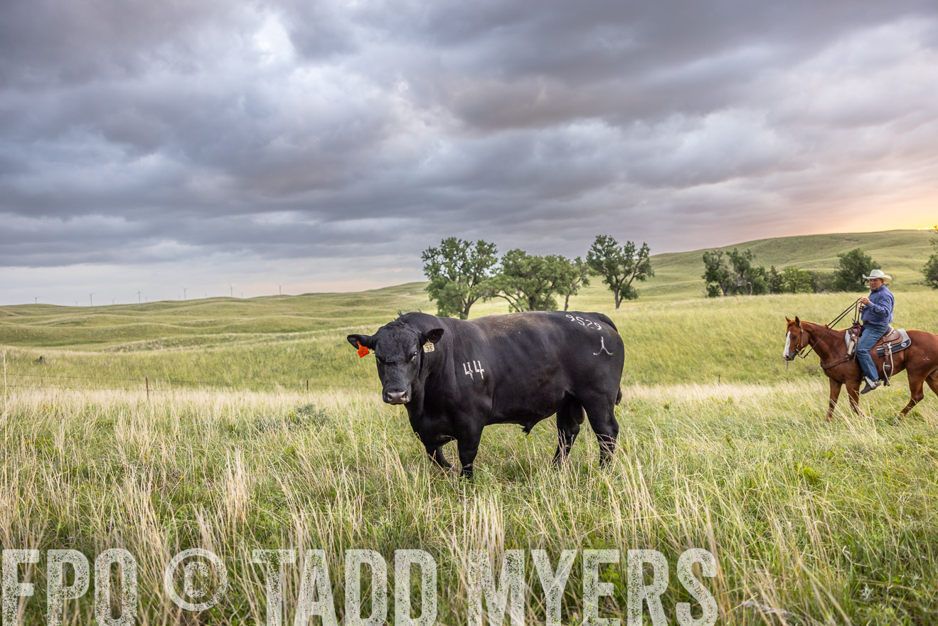 TMyers_PP_FinneyRanch_Nebraska_June2024-518228