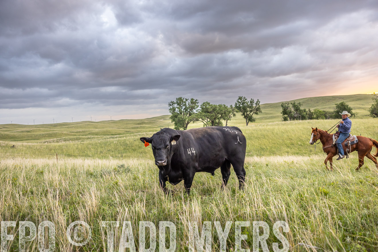 TMyers_PP_FinneyRanch_Nebraska_June2024-518231