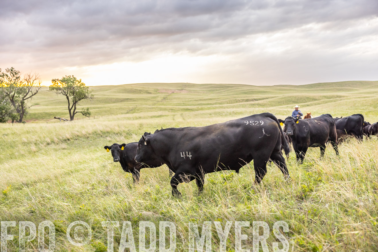 TMyers_PP_FinneyRanch_Nebraska_June2024-518246