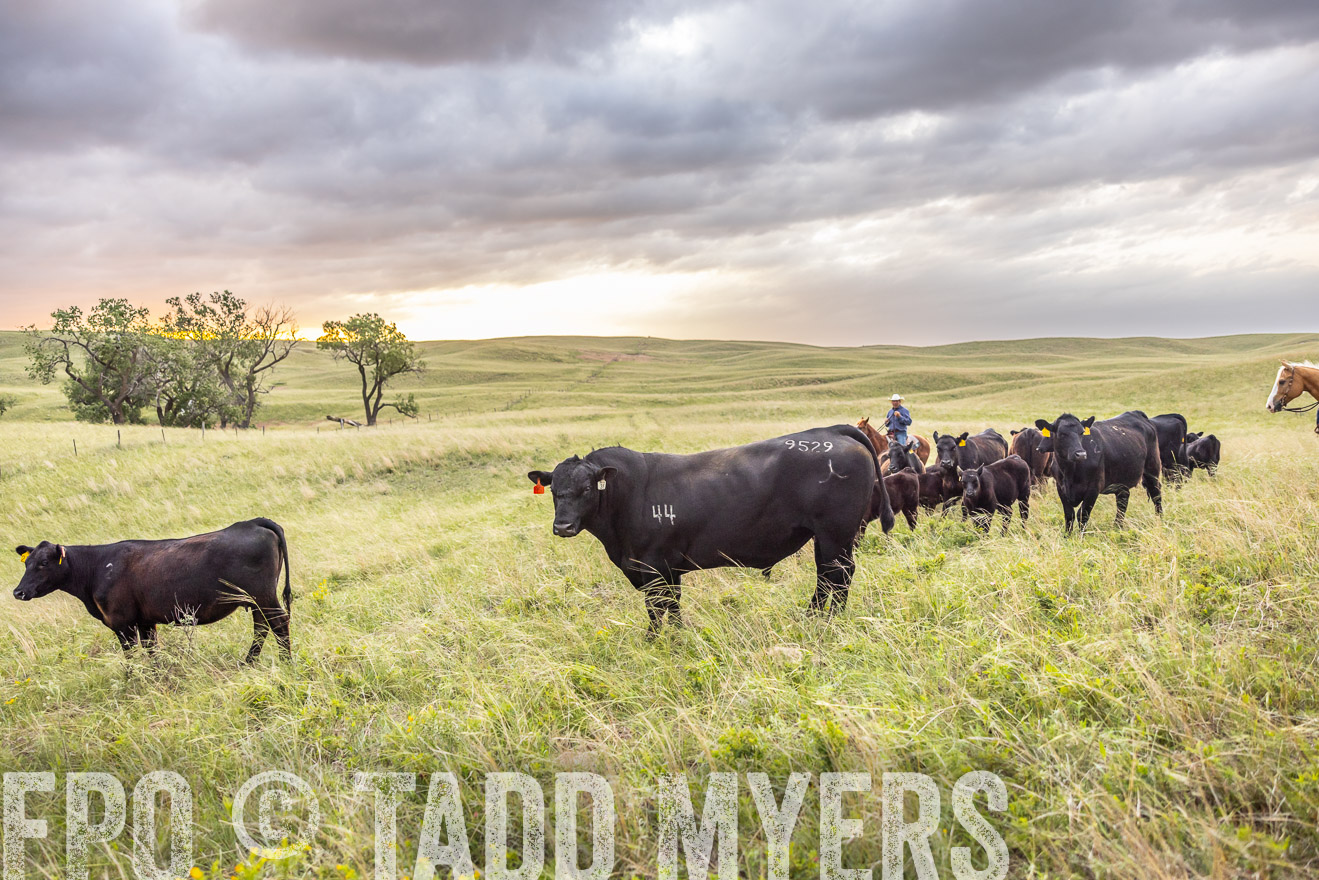 TMyers_PP_FinneyRanch_Nebraska_June2024-518258