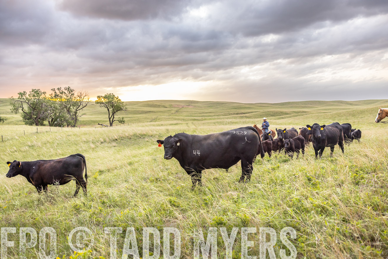 TMyers_PP_FinneyRanch_Nebraska_June2024-518261