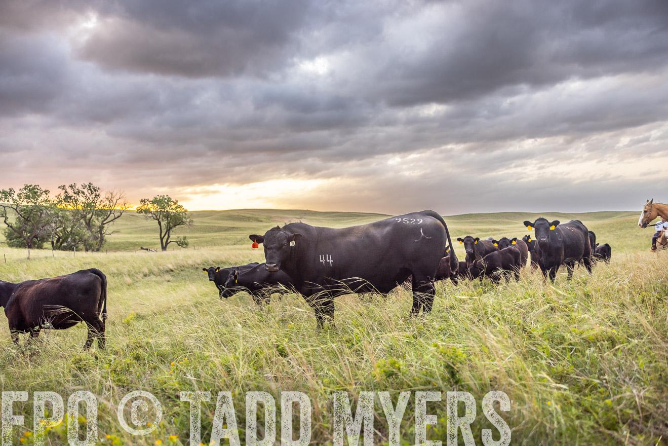 TMyers_PP_FinneyRanch_Nebraska_June2024-518268