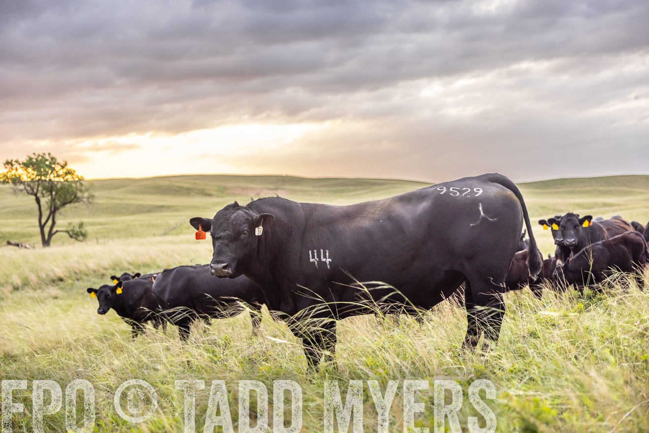 TMyers_PP_FinneyRanch_Nebraska_June2024-518271