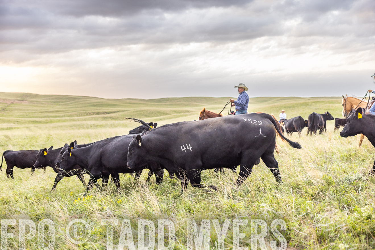 TMyers_PP_FinneyRanch_Nebraska_June2024-518287