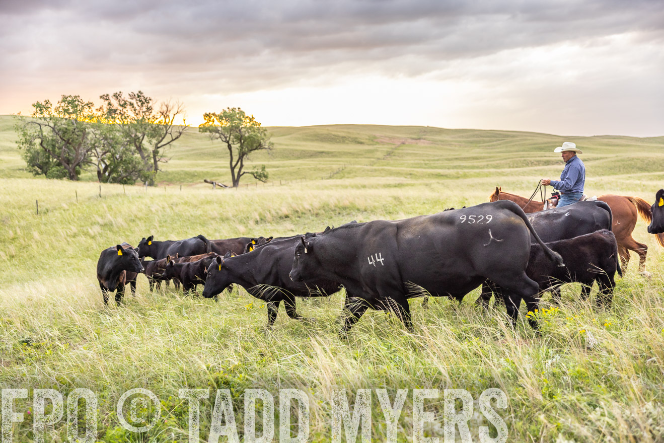 TMyers_PP_FinneyRanch_Nebraska_June2024-518301
