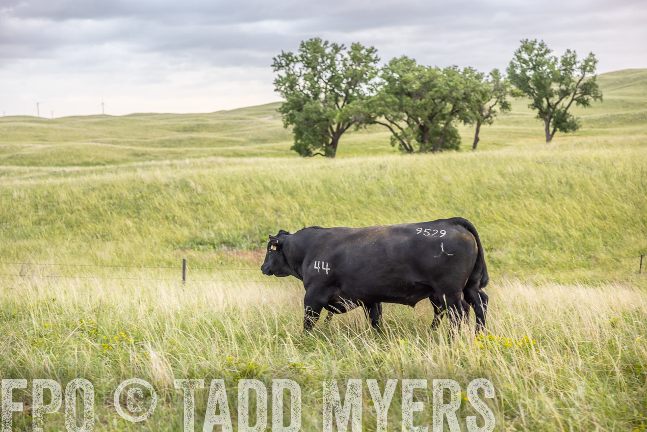 TMyers_PP_FinneyRanch_Nebraska_June2024-518309