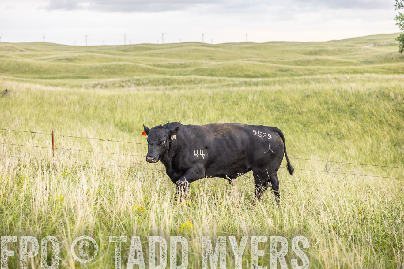 TMyers_PP_FinneyRanch_Nebraska_June2024-518312