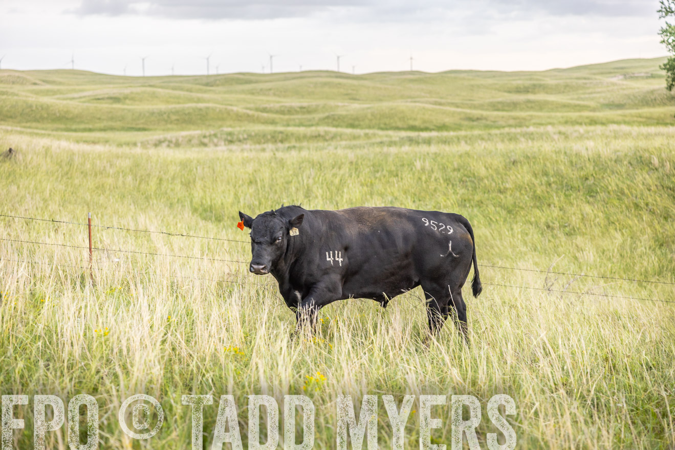 TMyers_PP_FinneyRanch_Nebraska_June2024-518313
