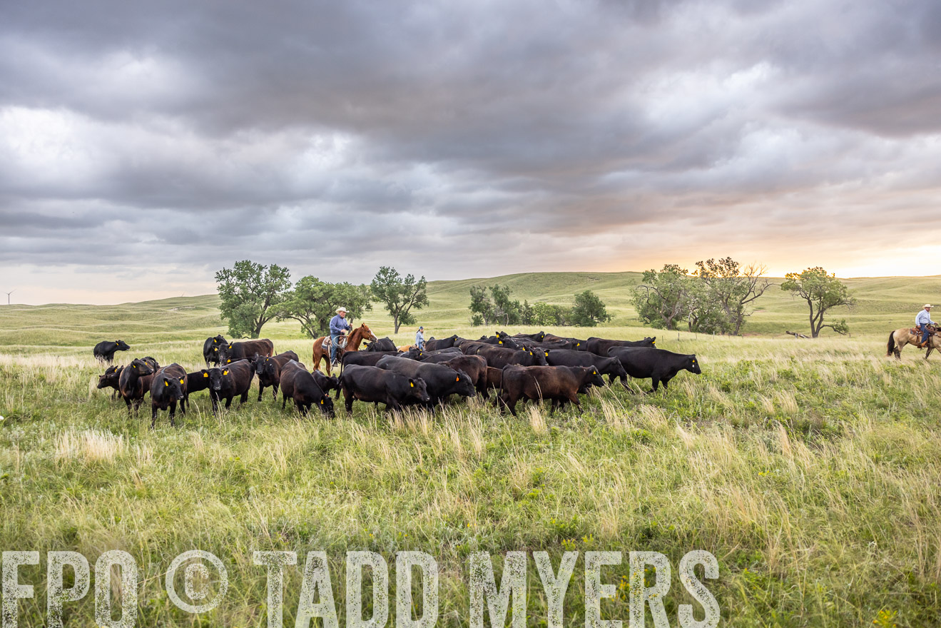 TMyers_PP_FinneyRanch_Nebraska_June2024-518347