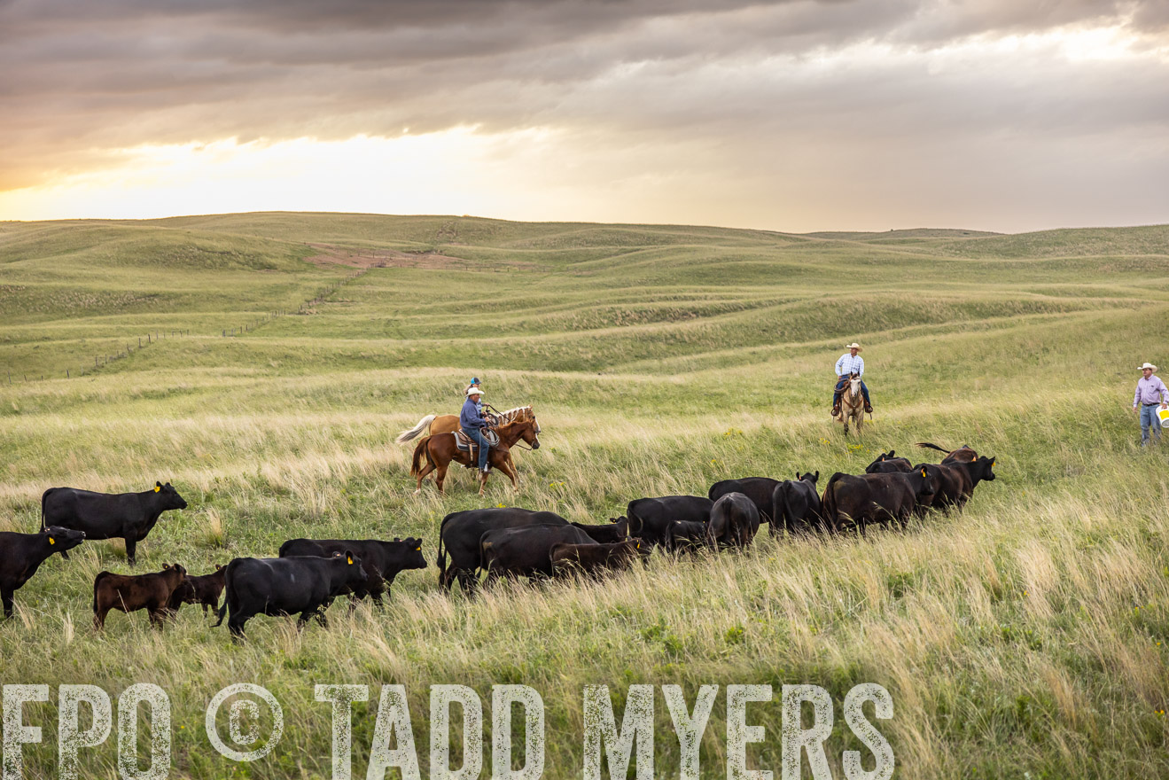 TMyers_PP_FinneyRanch_Nebraska_June2024-518358