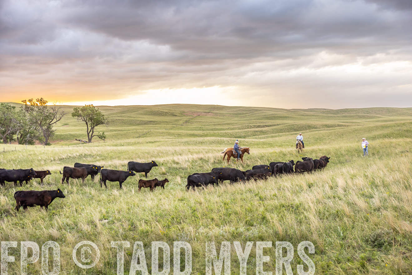 TMyers_PP_FinneyRanch_Nebraska_June2024-518363