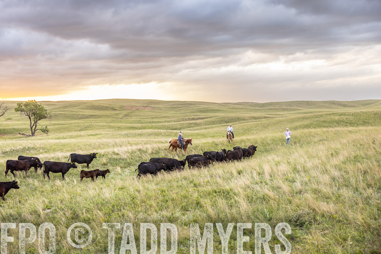 TMyers_PP_FinneyRanch_Nebraska_June2024-518369