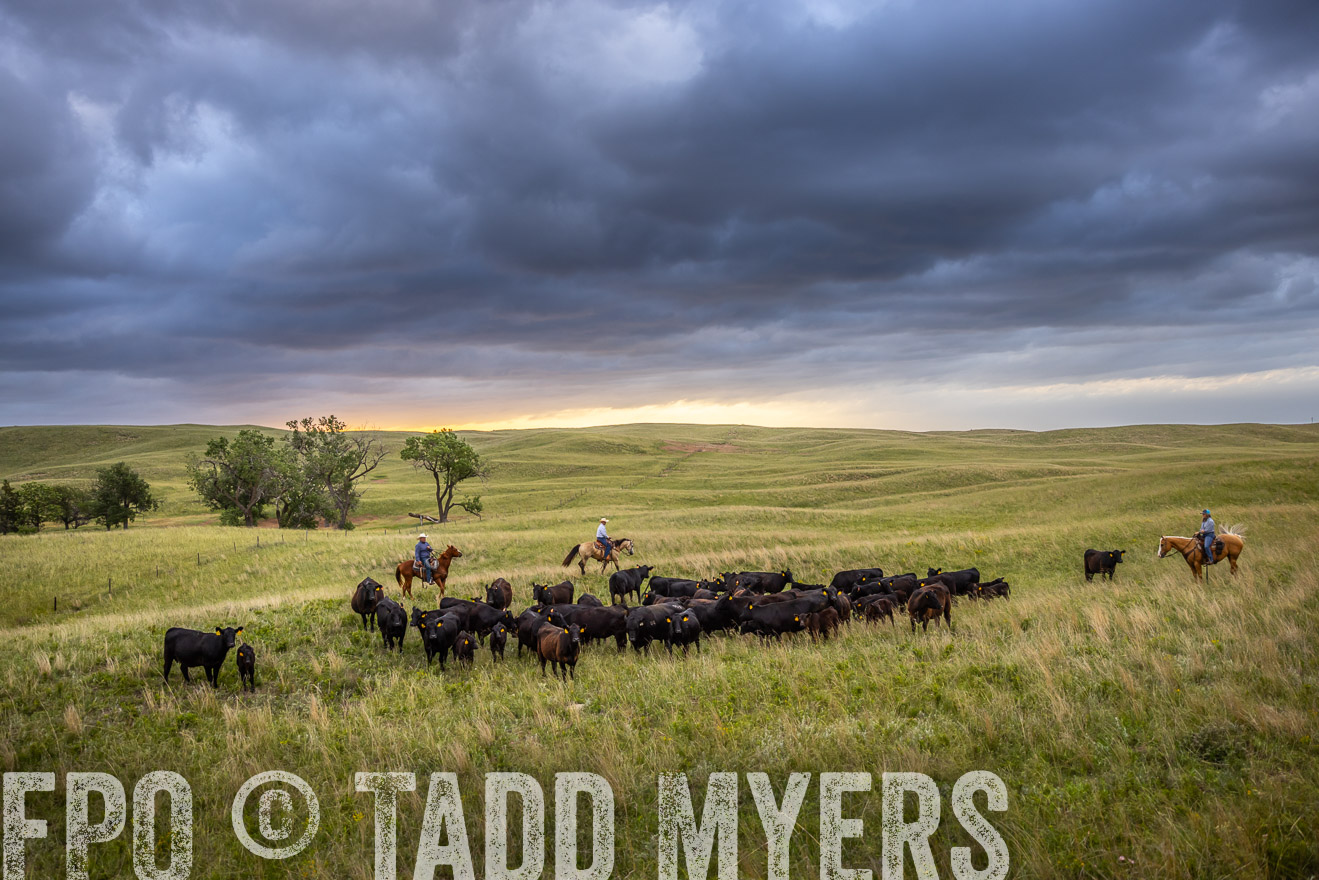 TMyers_PP_FinneyRanch_Nebraska_June2024-518623