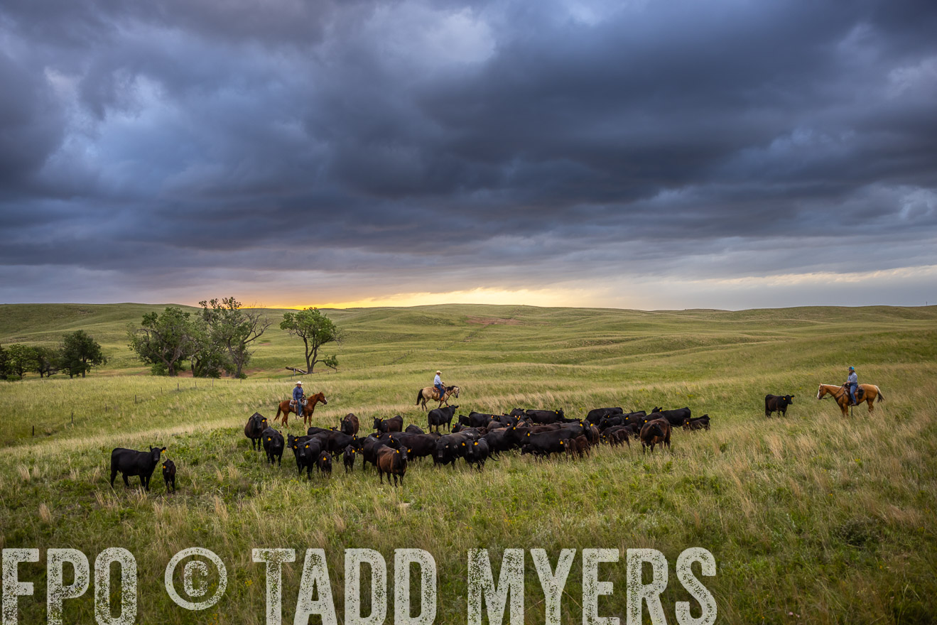 TMyers_PP_FinneyRanch_Nebraska_June2024-518629