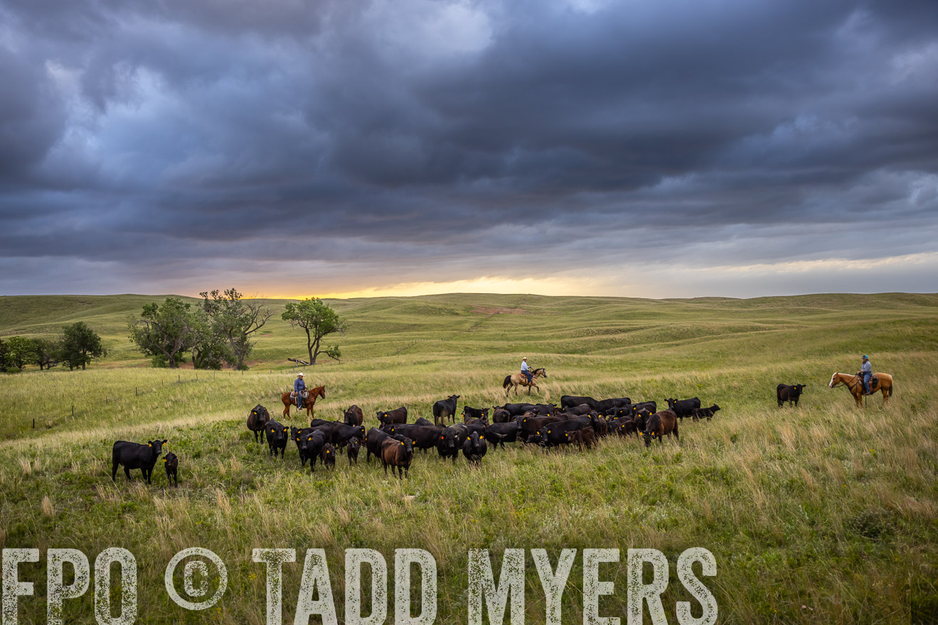 TMyers_PP_FinneyRanch_Nebraska_June2024-518639