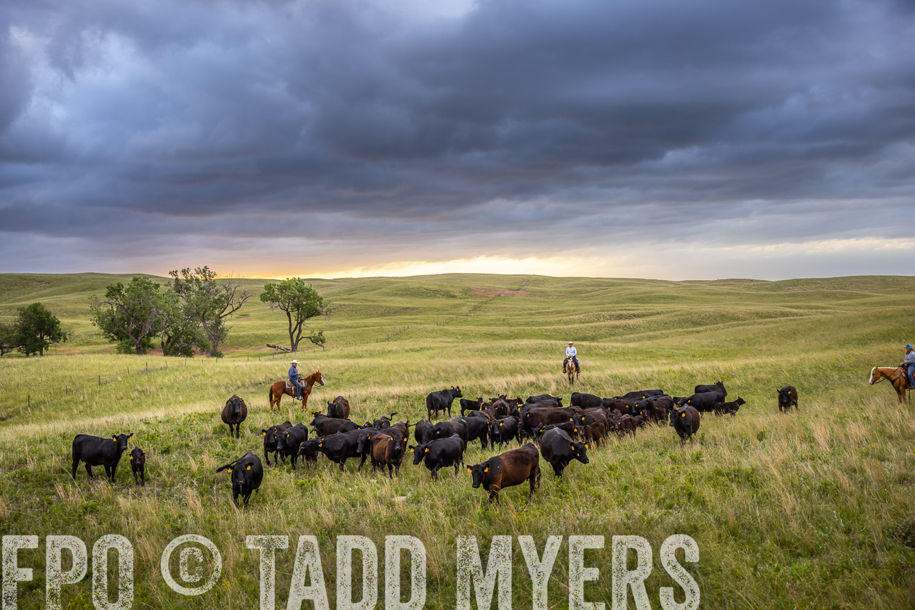TMyers_PP_FinneyRanch_Nebraska_June2024-518673