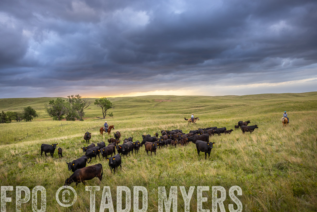 TMyers_PP_FinneyRanch_Nebraska_June2024-518696
