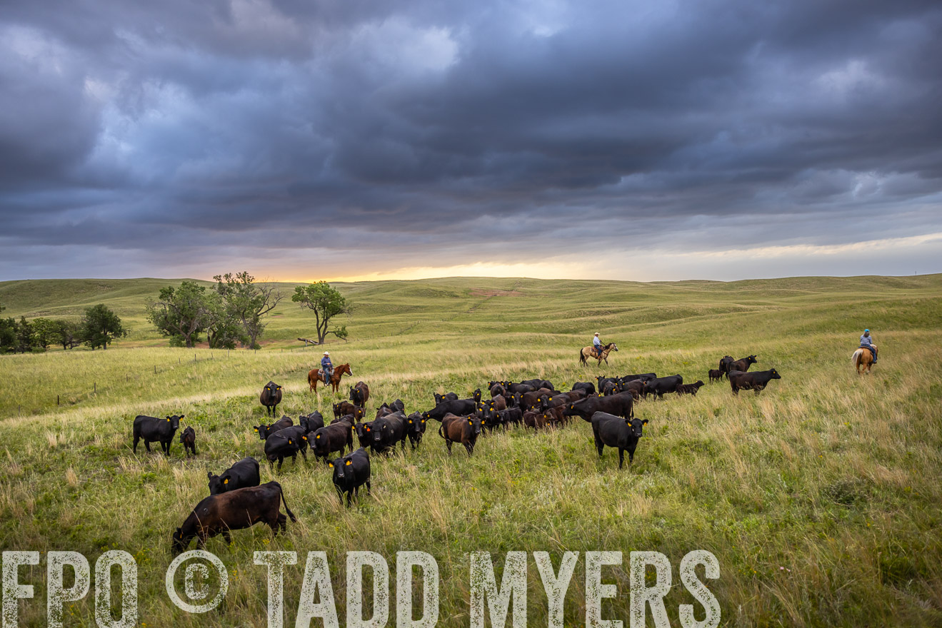 TMyers_PP_FinneyRanch_Nebraska_June2024-518703