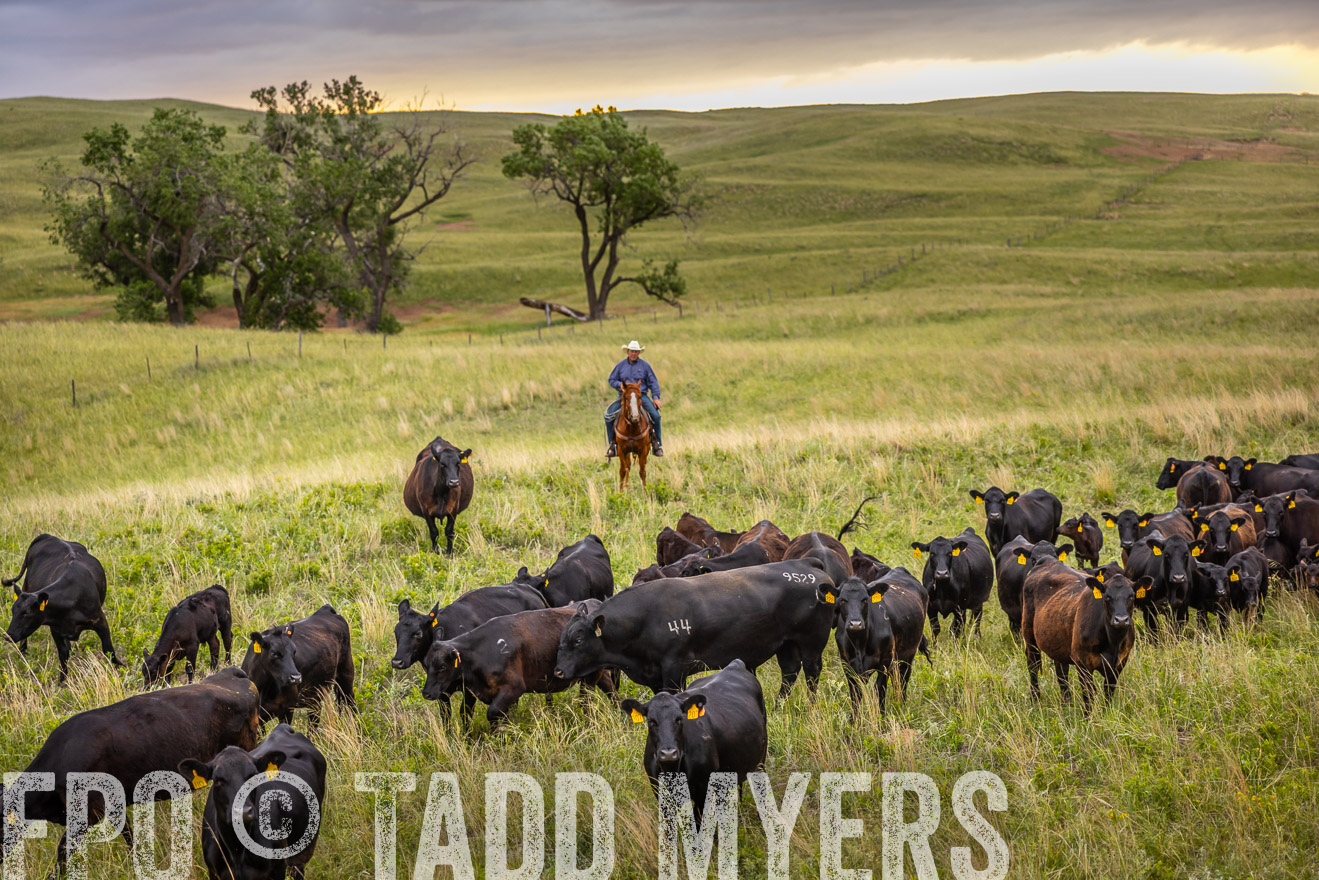 TMyers_PP_FinneyRanch_Nebraska_June2024-518713