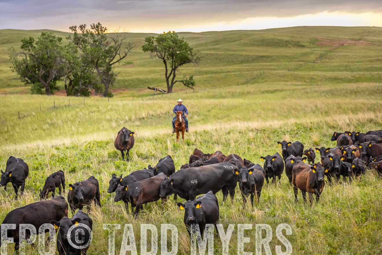 TMyers_PP_FinneyRanch_Nebraska_June2024-518716