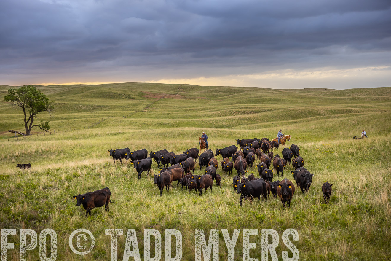 TMyers_PP_FinneyRanch_Nebraska_June2024-518825