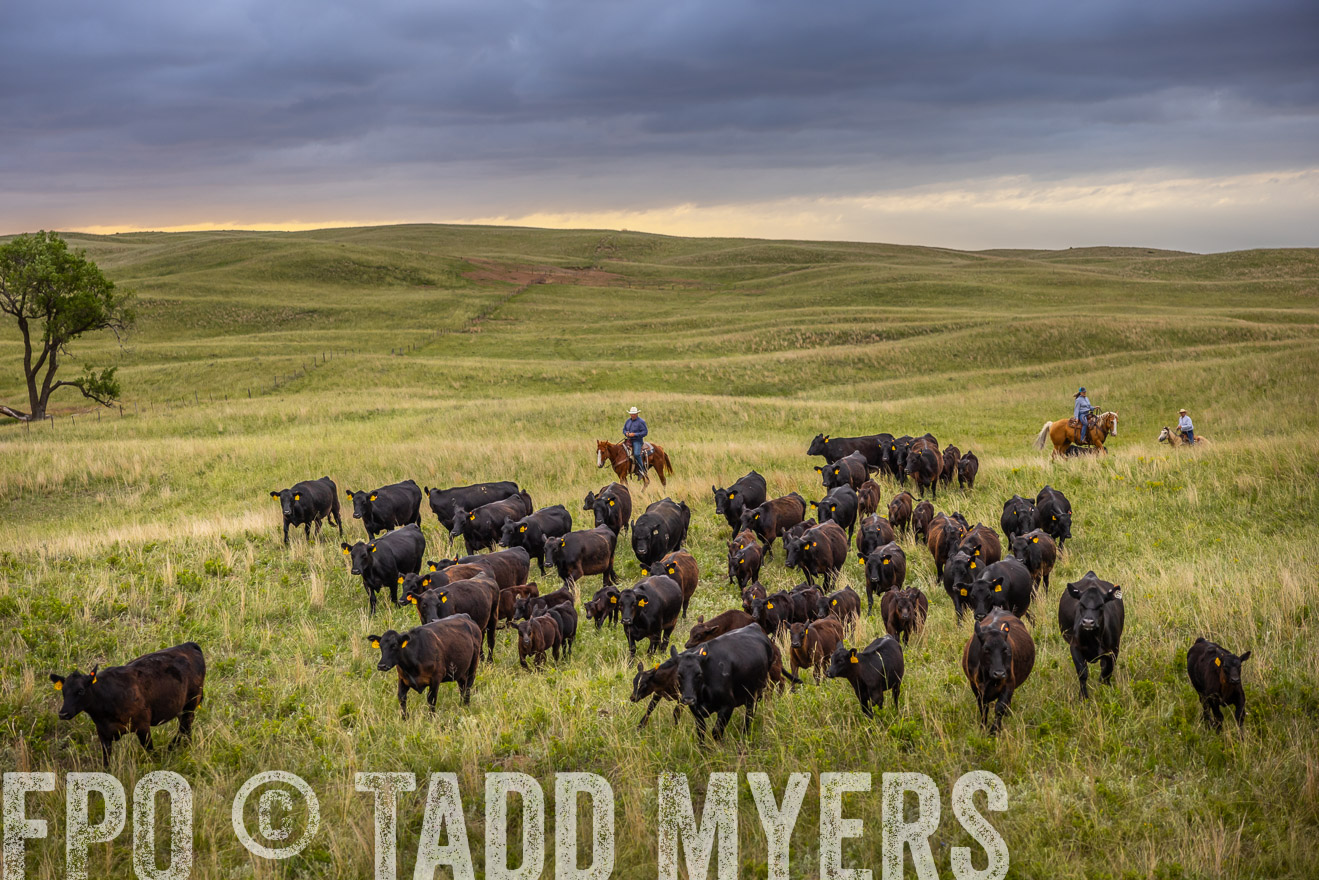 TMyers_PP_FinneyRanch_Nebraska_June2024-518835