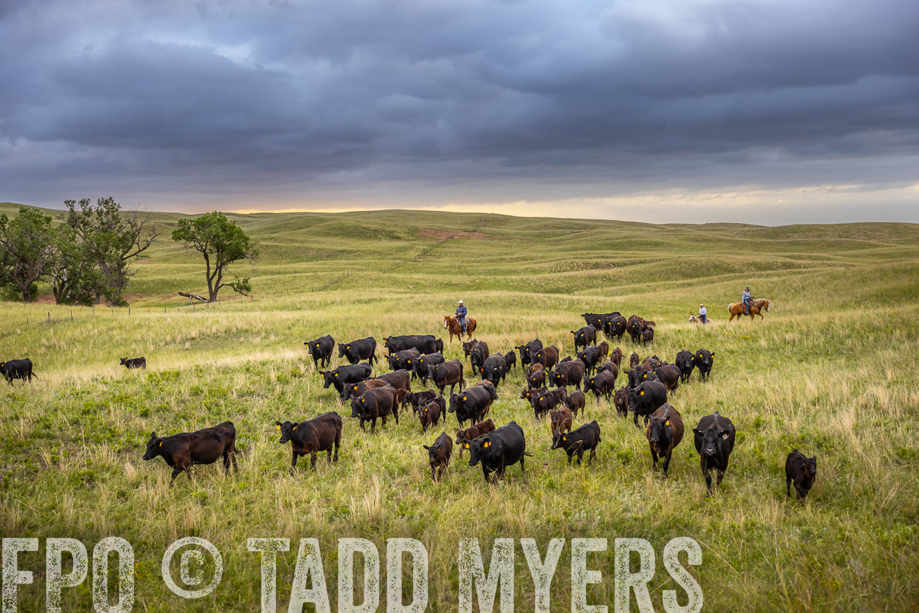 TMyers_PP_FinneyRanch_Nebraska_June2024-518847