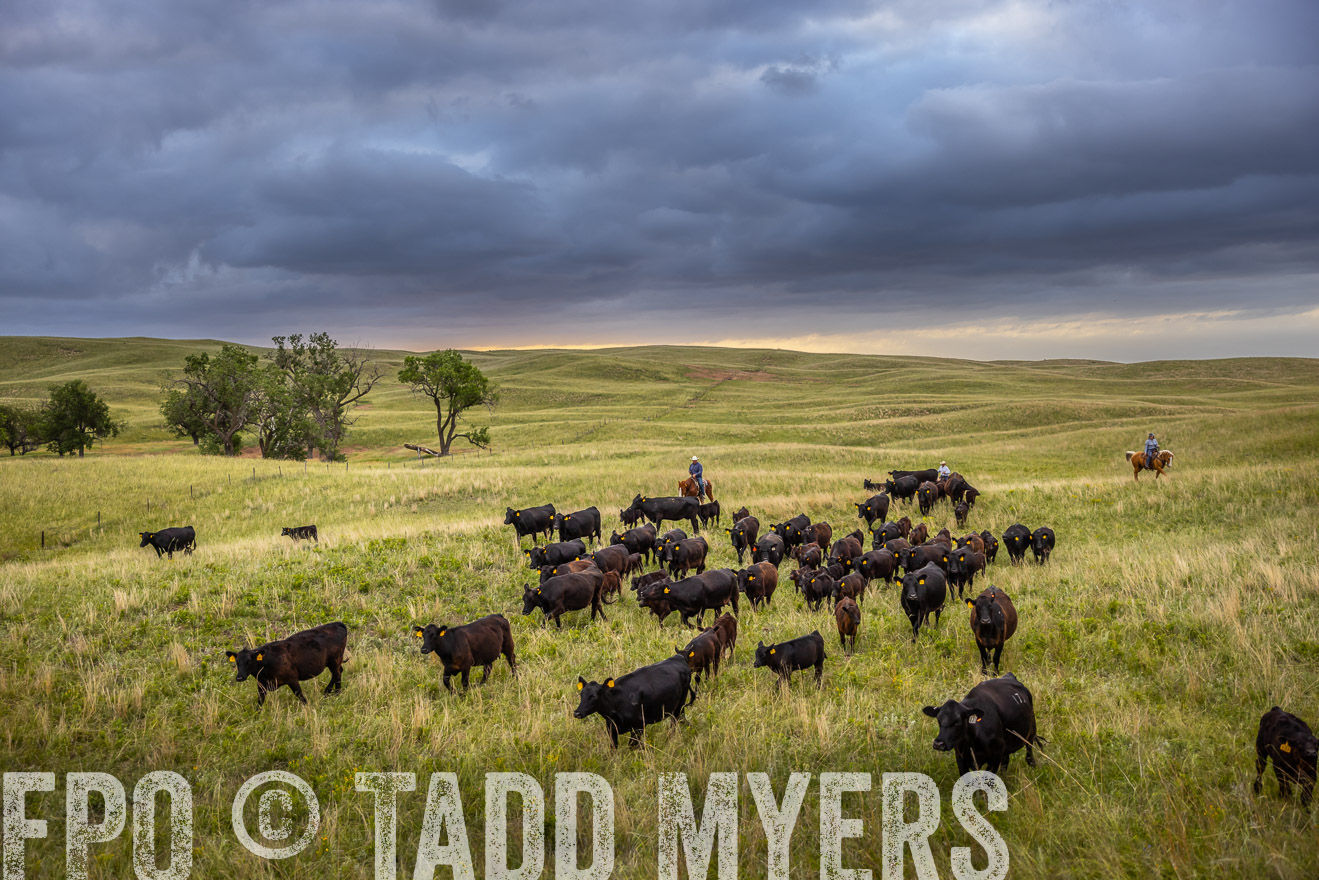 TMyers_PP_FinneyRanch_Nebraska_June2024-518863