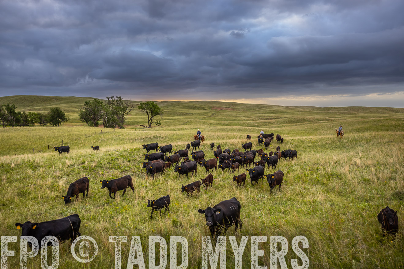 TMyers_PP_FinneyRanch_Nebraska_June2024-518873