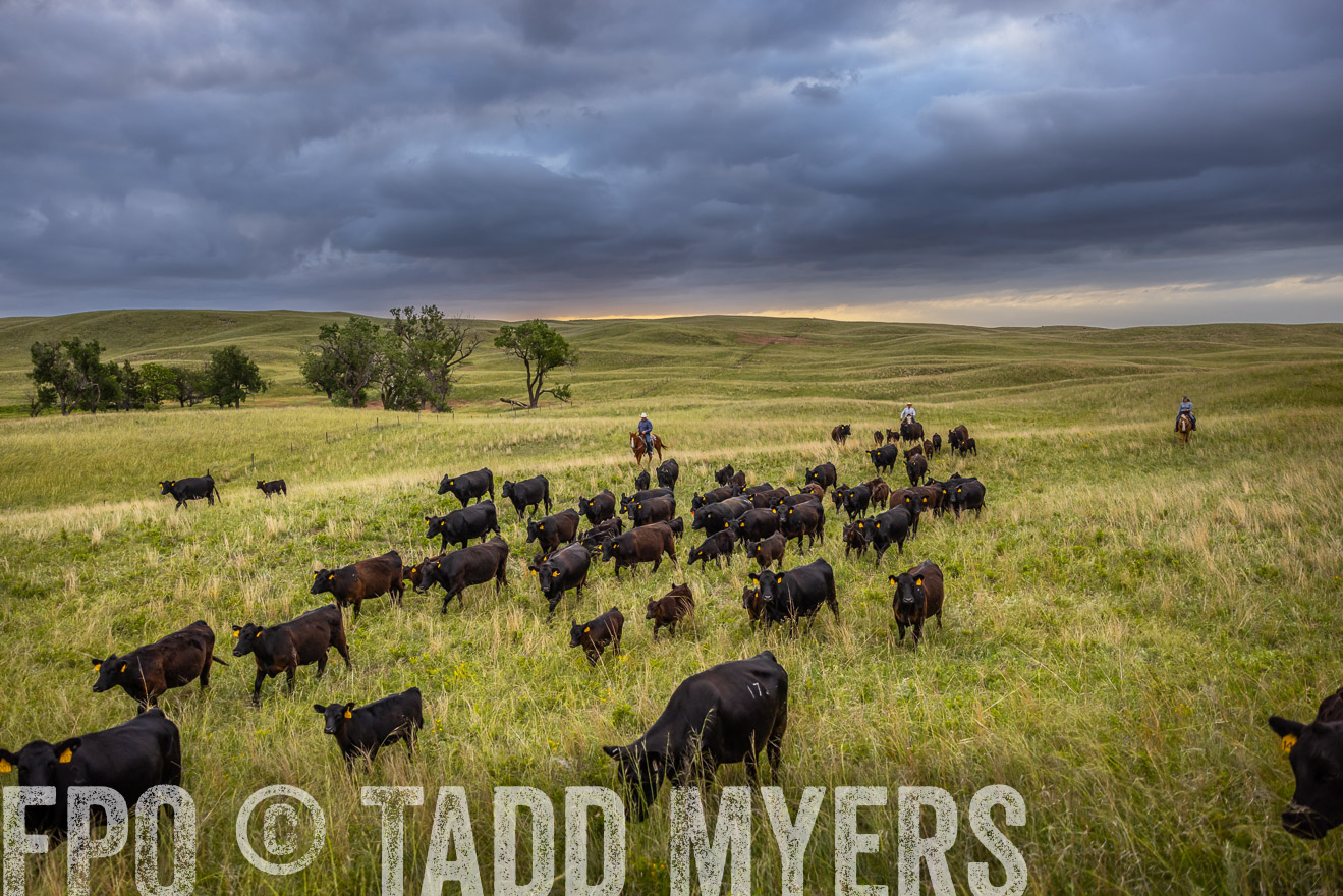 TMyers_PP_FinneyRanch_Nebraska_June2024-518880