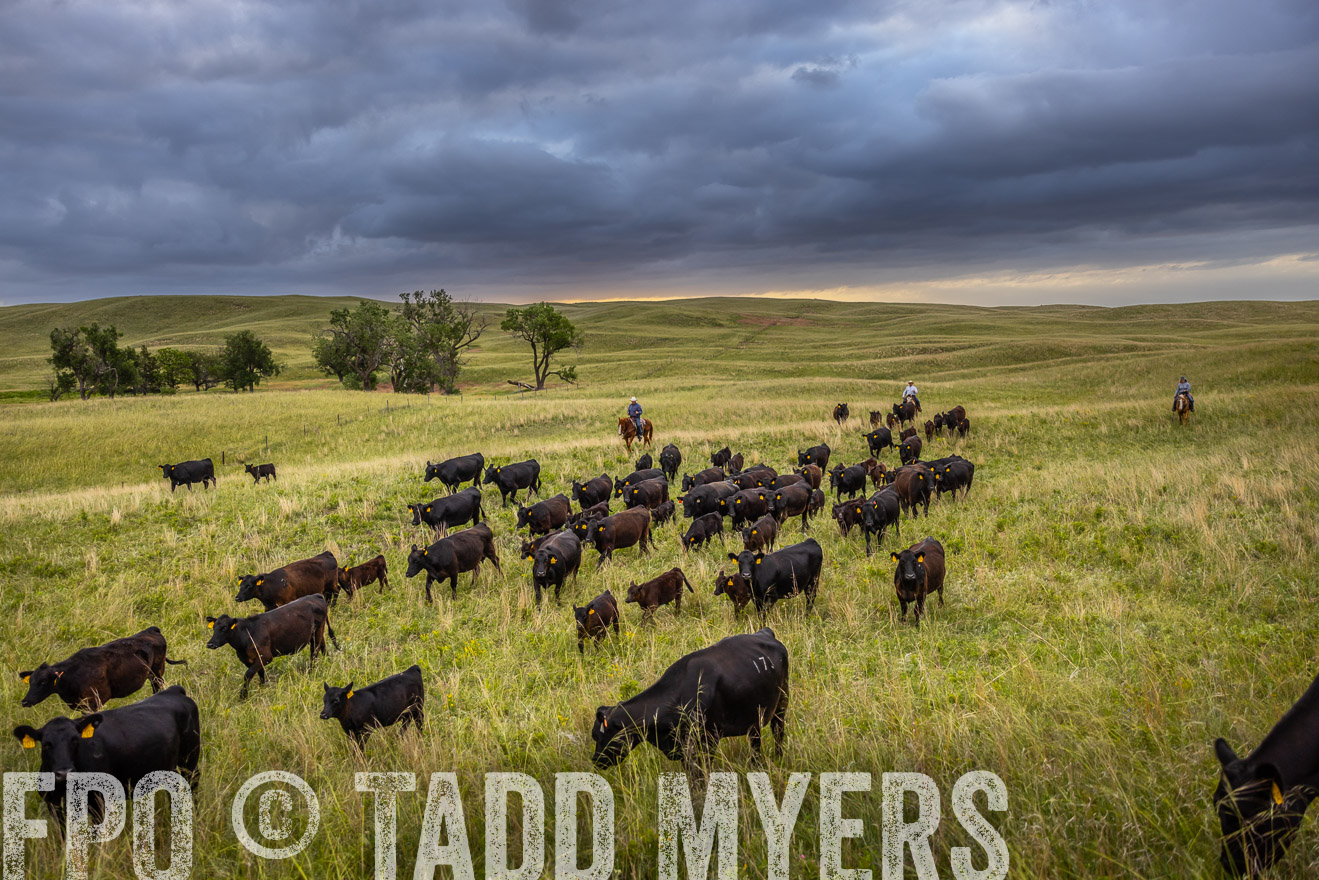TMyers_PP_FinneyRanch_Nebraska_June2024-518886