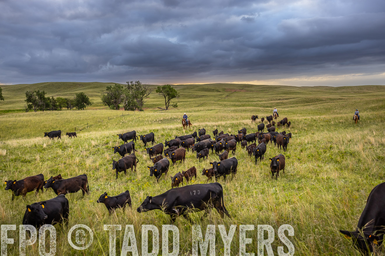 TMyers_PP_FinneyRanch_Nebraska_June2024-518896
