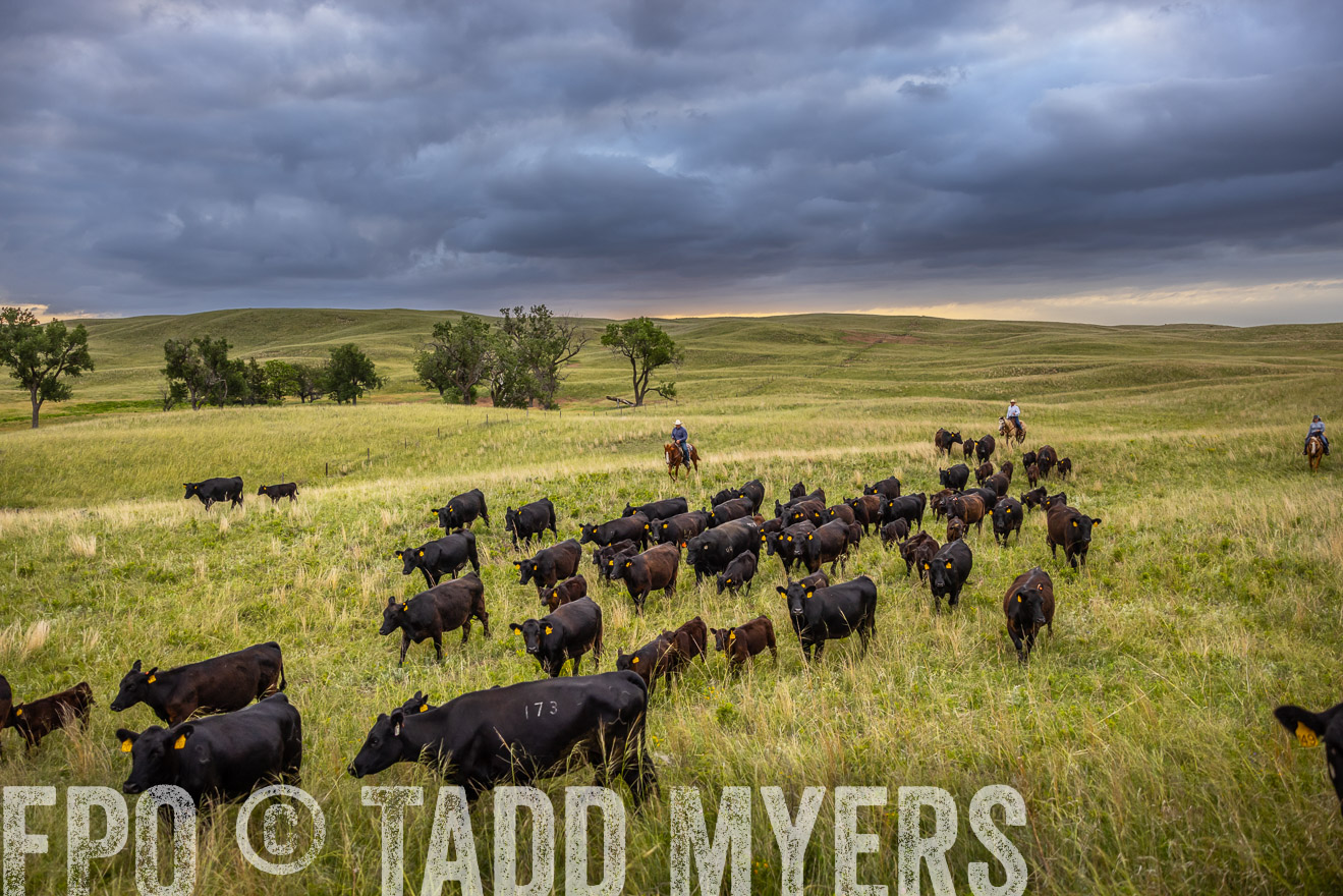 TMyers_PP_FinneyRanch_Nebraska_June2024-518899