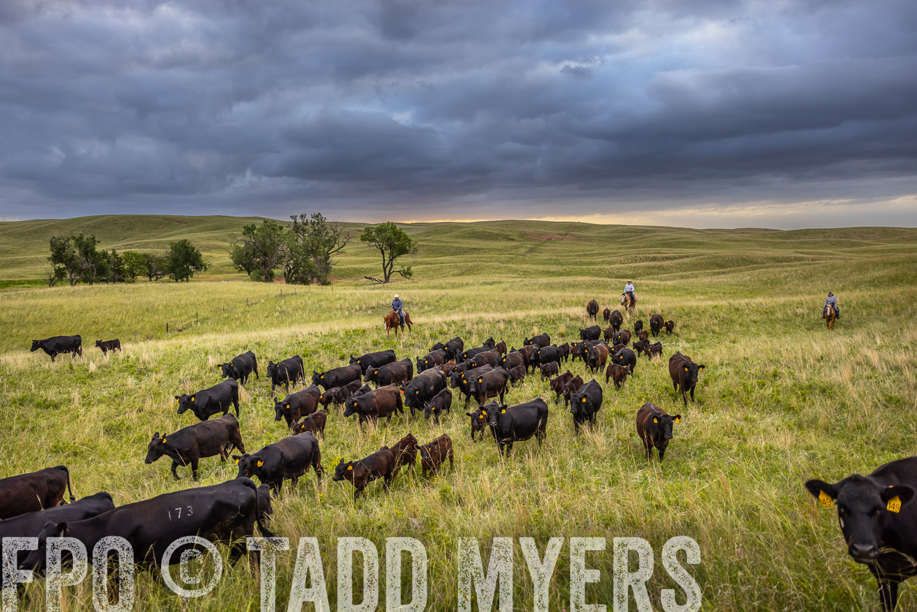 TMyers_PP_FinneyRanch_Nebraska_June2024-518911