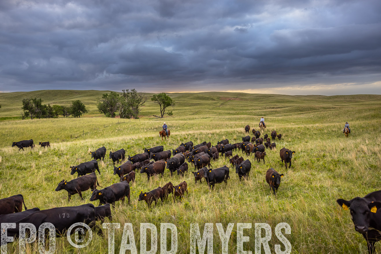 TMyers_PP_FinneyRanch_Nebraska_June2024-518914