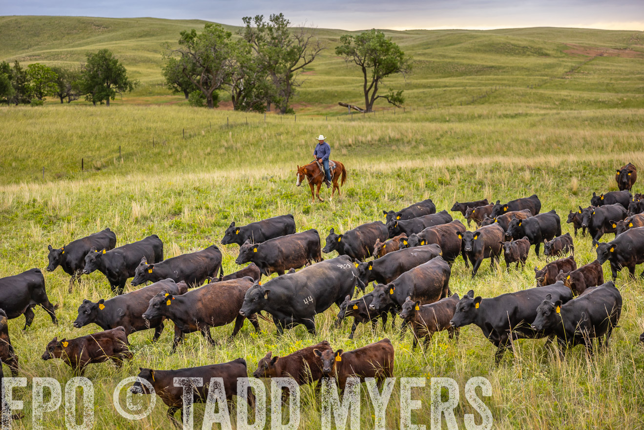 TMyers_PP_FinneyRanch_Nebraska_June2024-518918
