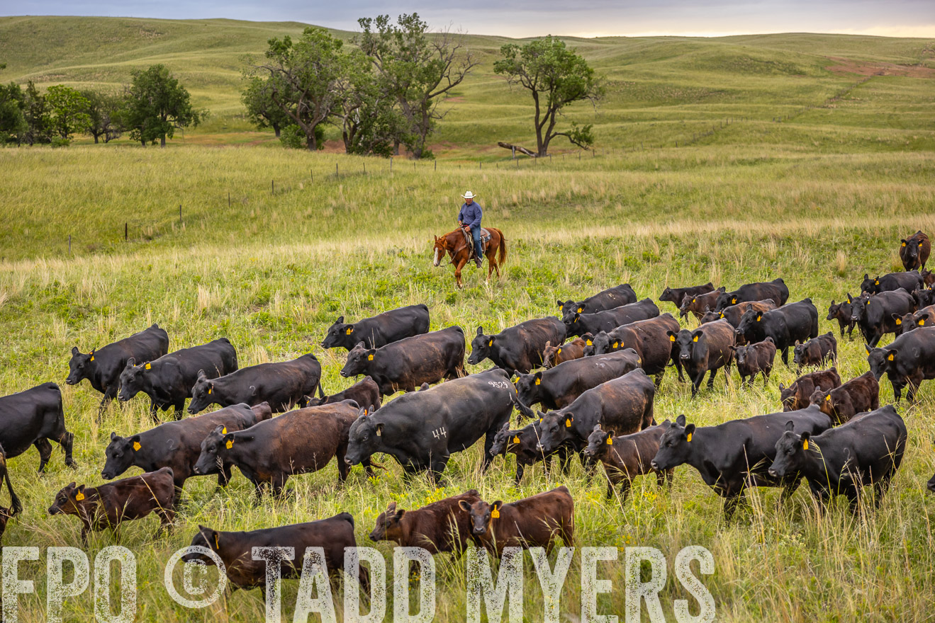 TMyers_PP_FinneyRanch_Nebraska_June2024-518920