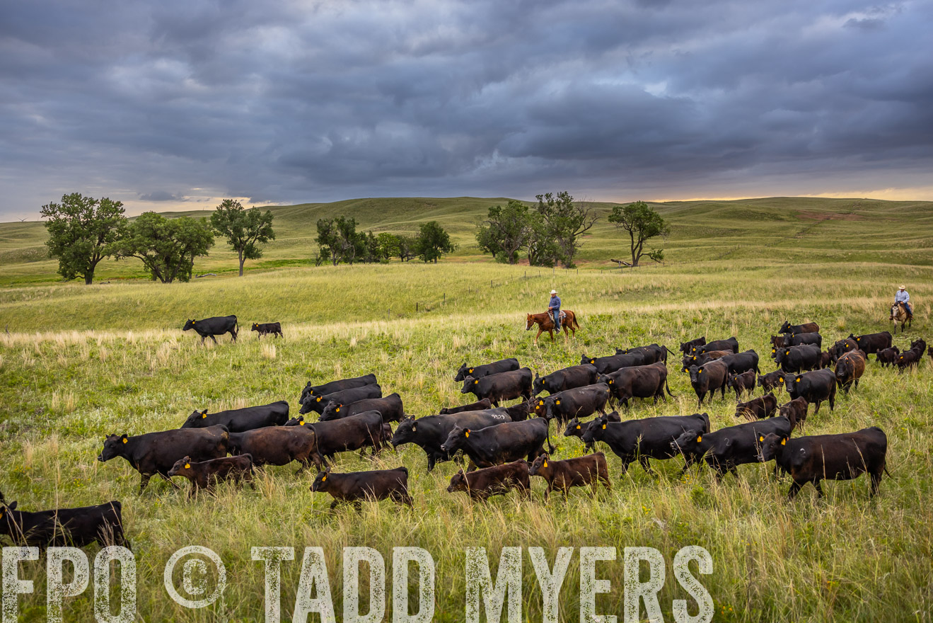 TMyers_PP_FinneyRanch_Nebraska_June2024-518927