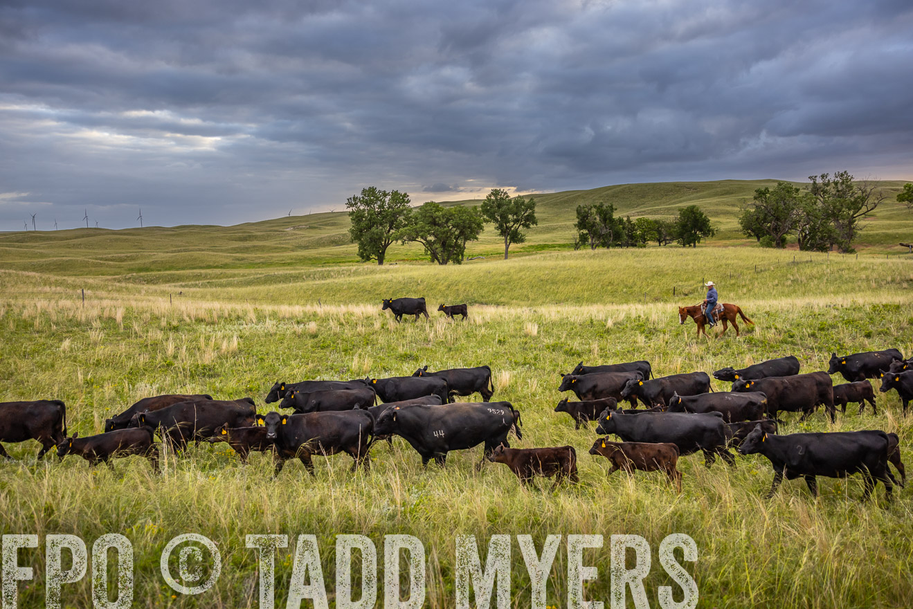 TMyers_PP_FinneyRanch_Nebraska_June2024-518947