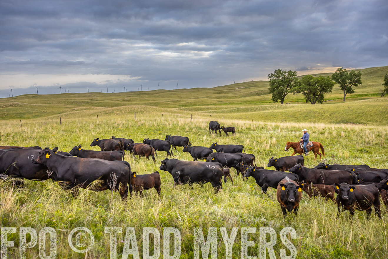 TMyers_PP_FinneyRanch_Nebraska_June2024-518967