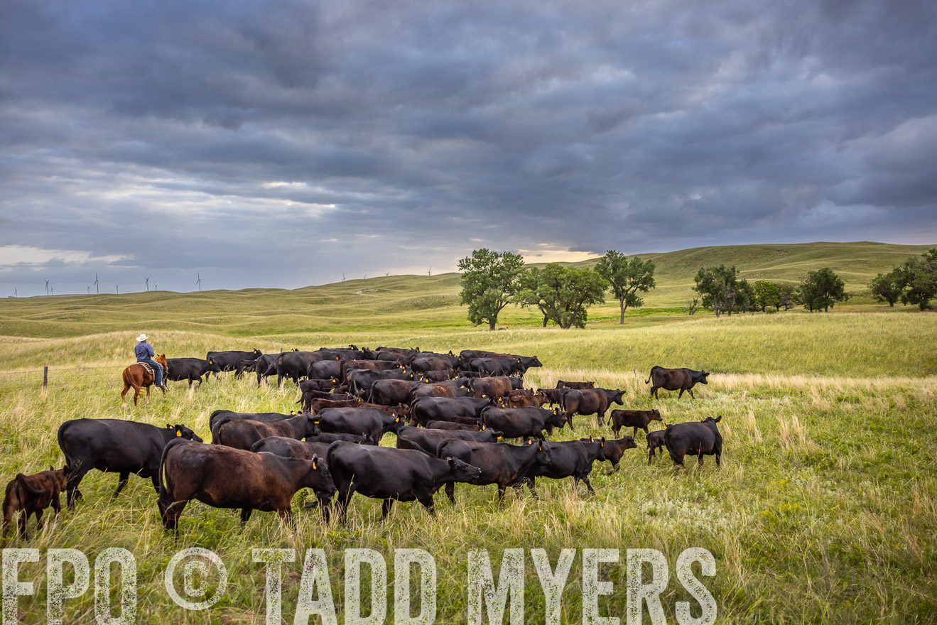 TMyers_PP_FinneyRanch_Nebraska_June2024-518991