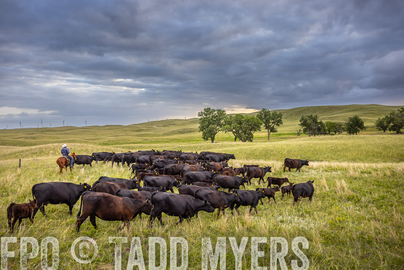 TMyers_PP_FinneyRanch_Nebraska_June2024-518993