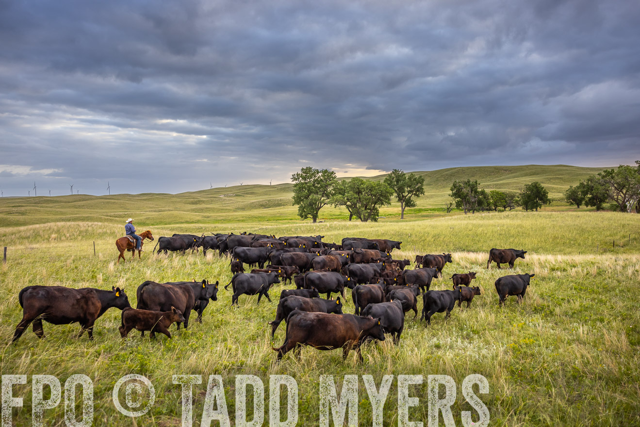 TMyers_PP_FinneyRanch_Nebraska_June2024-518996