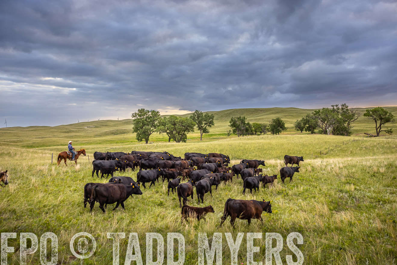 TMyers_PP_FinneyRanch_Nebraska_June2024-519005