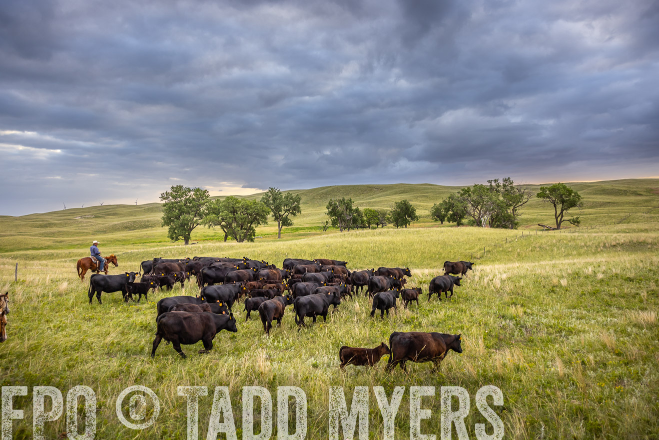 TMyers_PP_FinneyRanch_Nebraska_June2024-519010