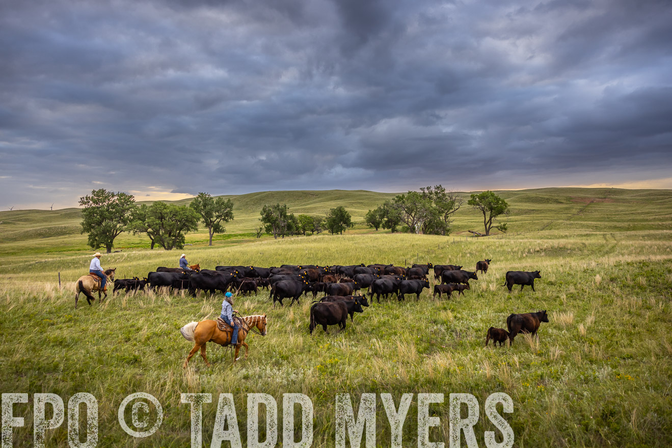 TMyers_PP_FinneyRanch_Nebraska_June2024-519064