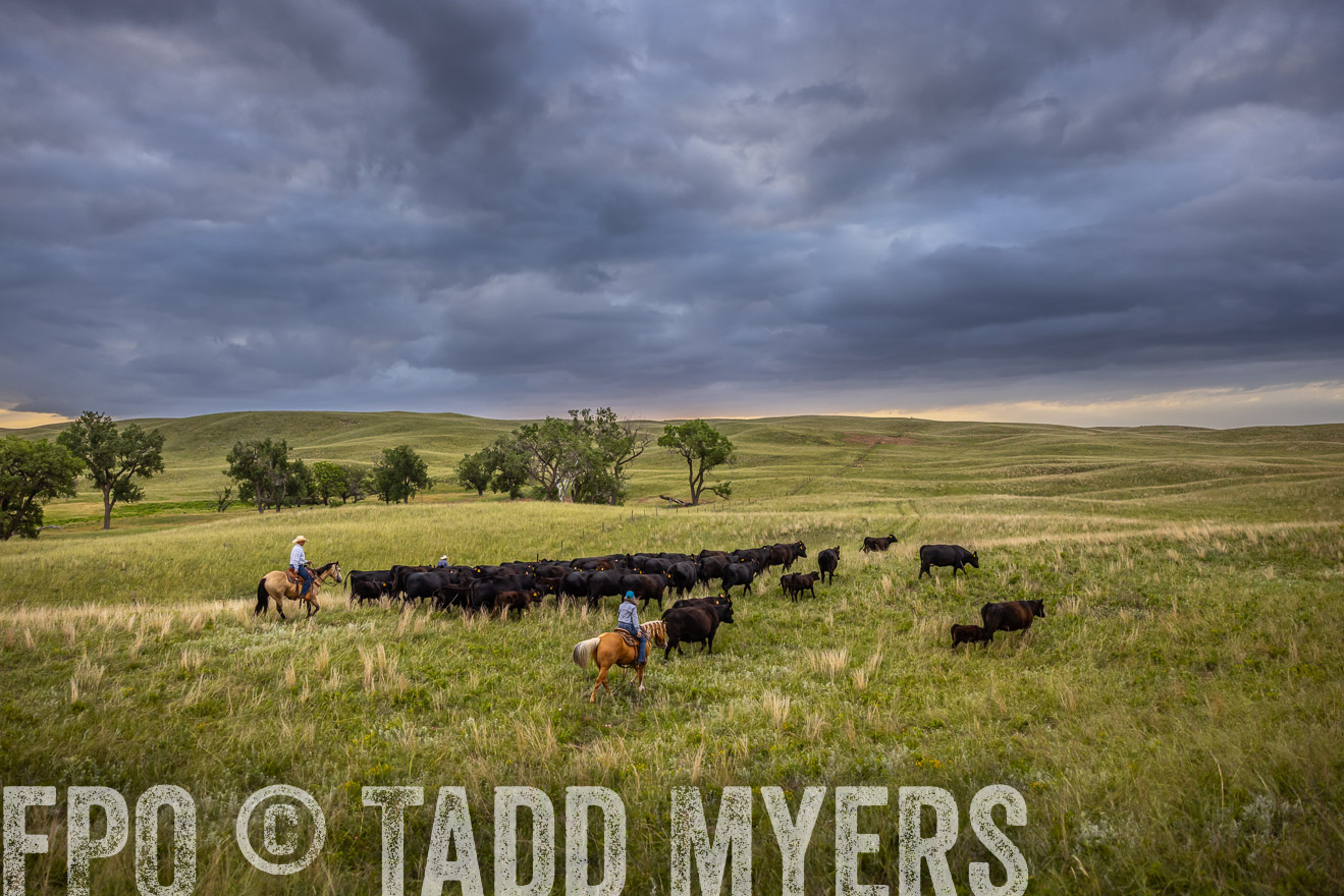 TMyers_PP_FinneyRanch_Nebraska_June2024-519119