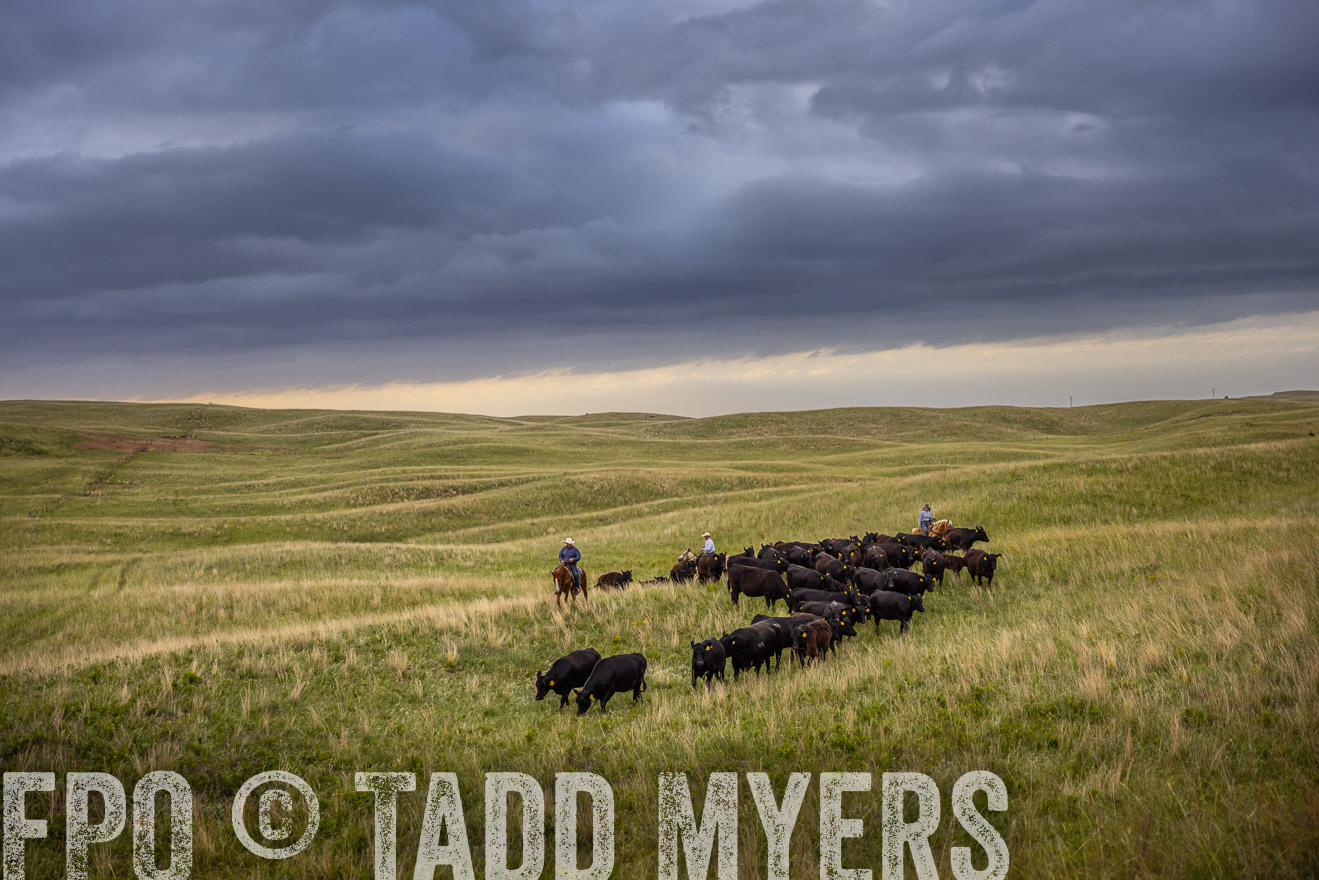 TMyers_PP_FinneyRanch_Nebraska_June2024-519187