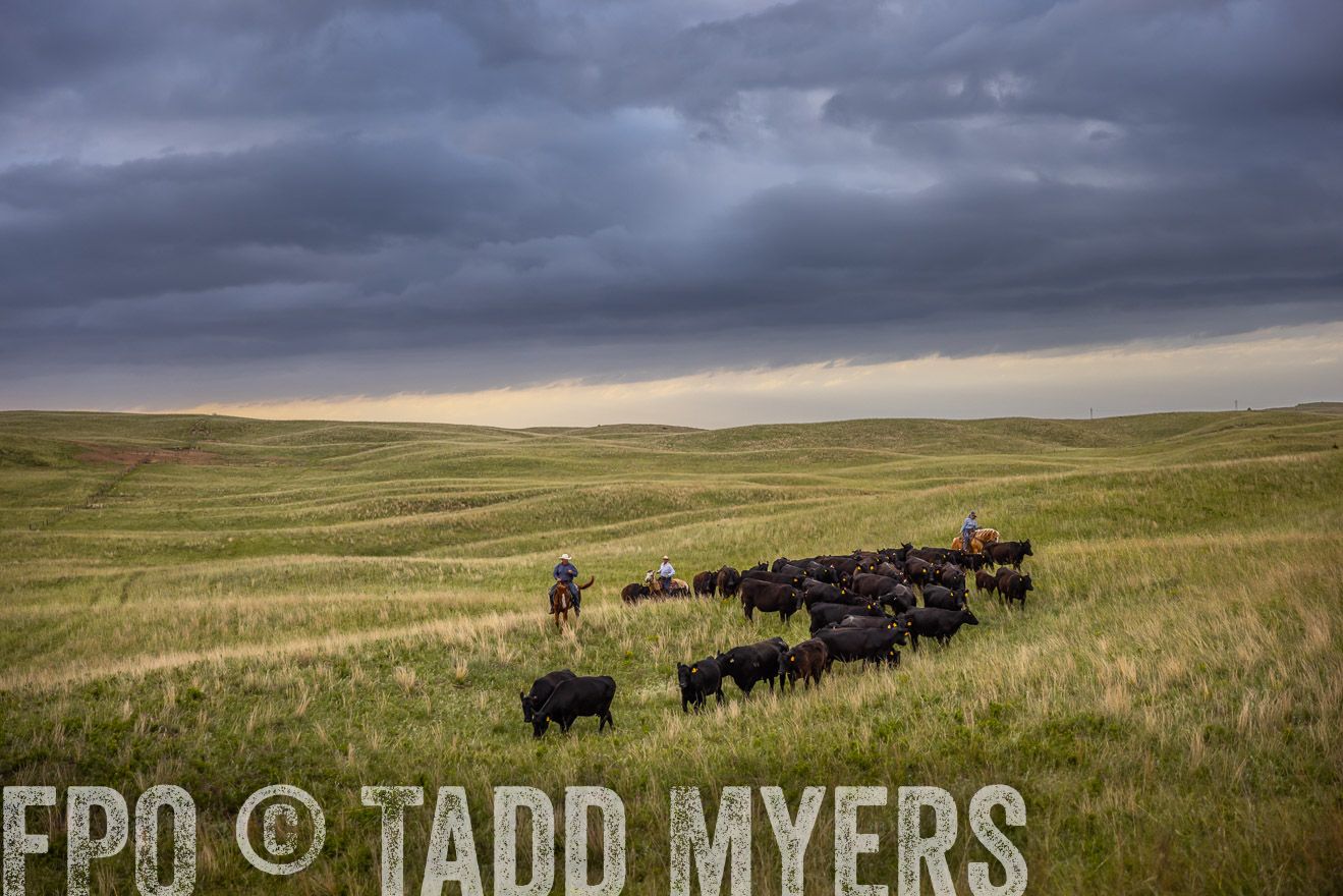 TMyers_PP_FinneyRanch_Nebraska_June2024-519194